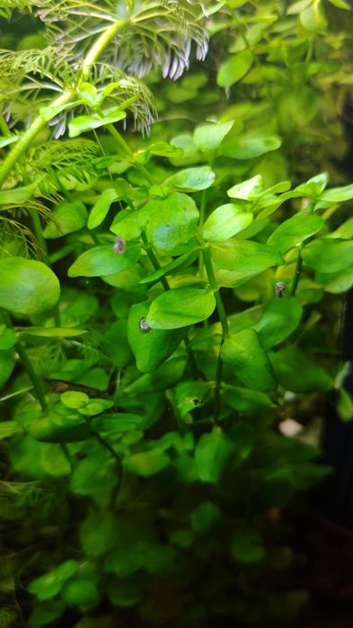 Bacopa australis