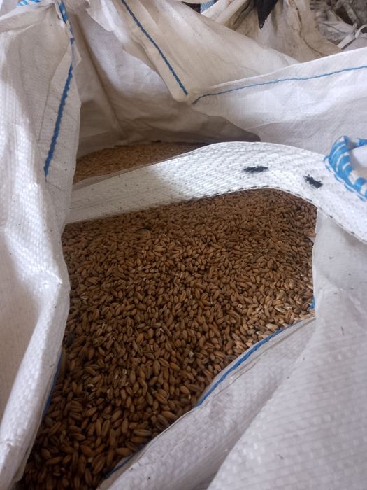 Sprzedam zboże pszężyto