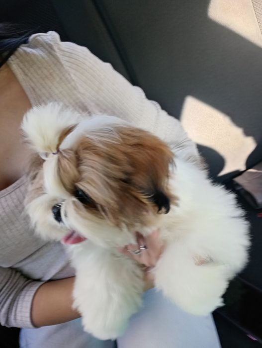 Предлагаем шикарных деток документы КСУ