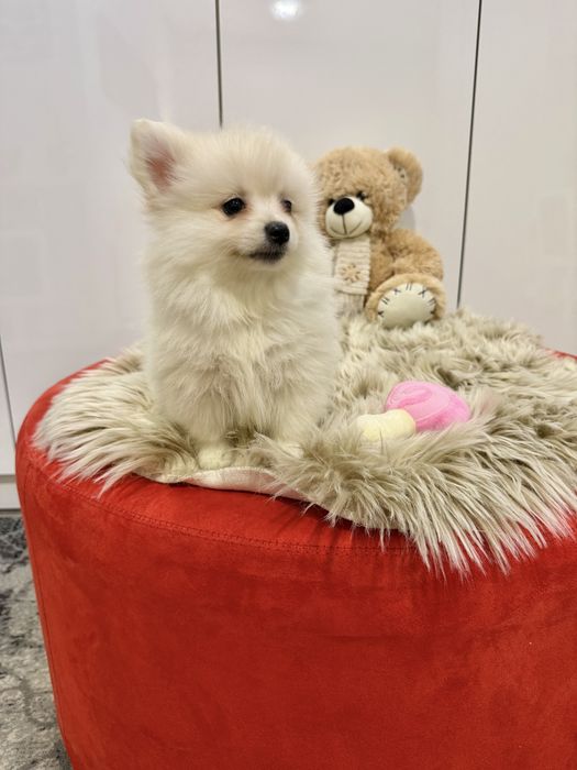 Spitz alemao menina linda