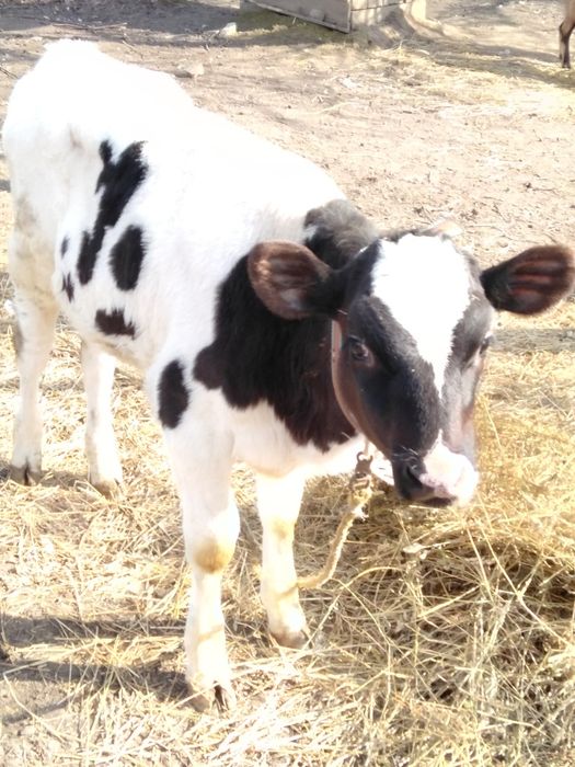 Продам гарну теличку