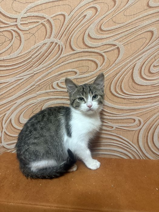 Котик шукає добру сімʼю