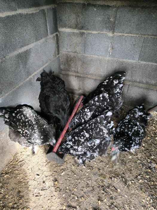 Ovos galados Brahma: Mottled, Buff, Splash.