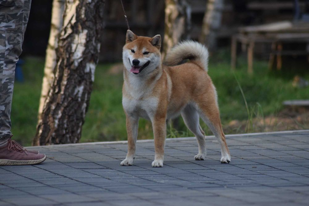 Suczka shiba z rodowodem ZKwP po Championach z japońskim pochodzeniem