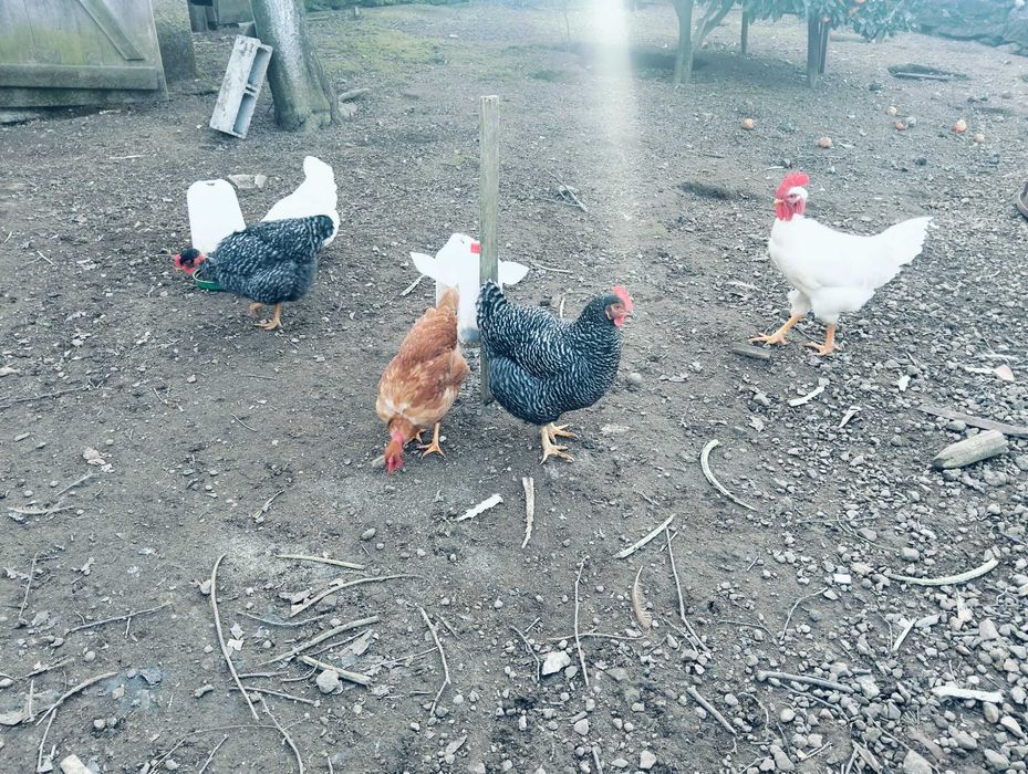 Casal Branca portuguesa