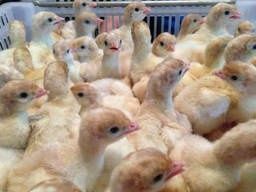 Індики,качки,гуси,курчата