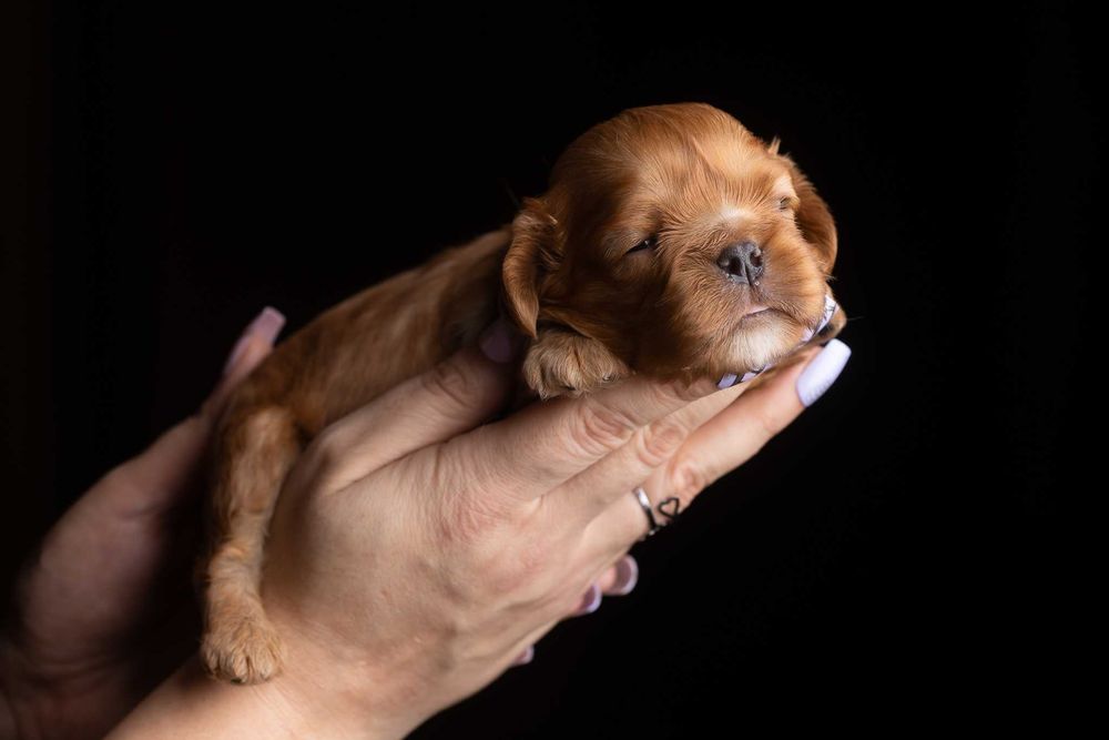 Cavalier King Charles Spaniel* Chłopczyk ruby