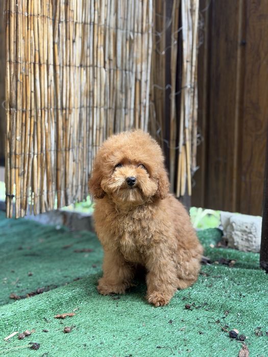 Мальтіпу хлопчик гарний