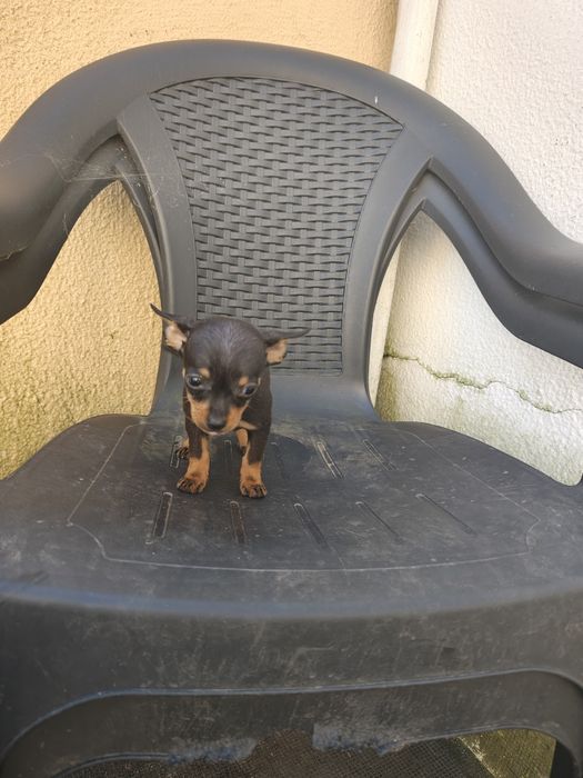 Pinscher 0 miniatura macho