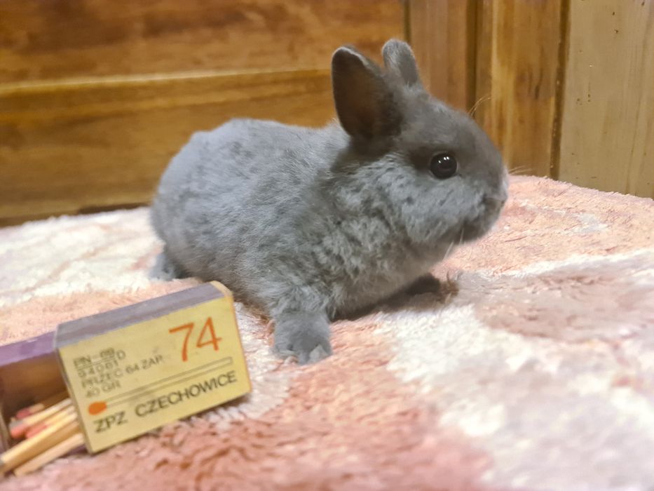 Króliki karzełeki