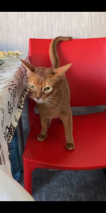 Абиссинская кошка