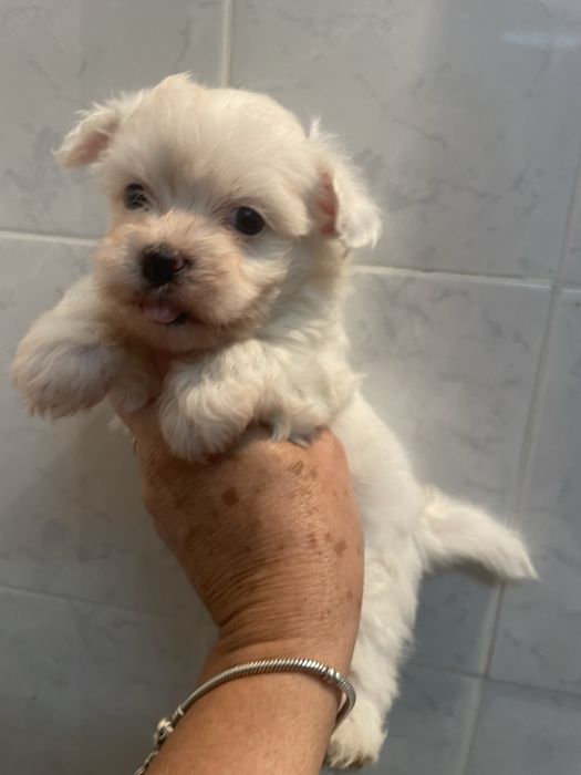 Bichon maltes super top