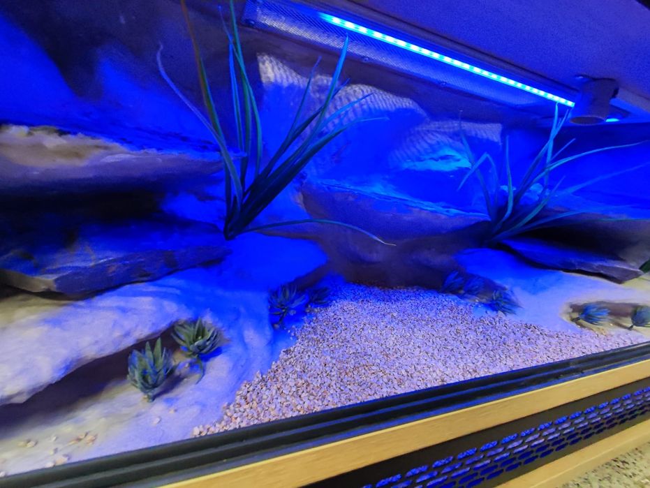 Terrarium 100x40x40 dla gekonów lamparcich PETMARKET