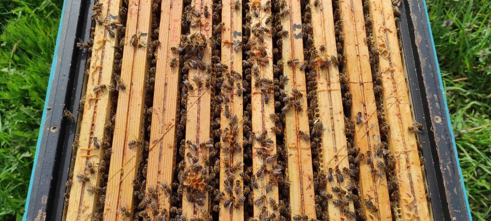 Sprzedam odkłady/rodziny pszczele.