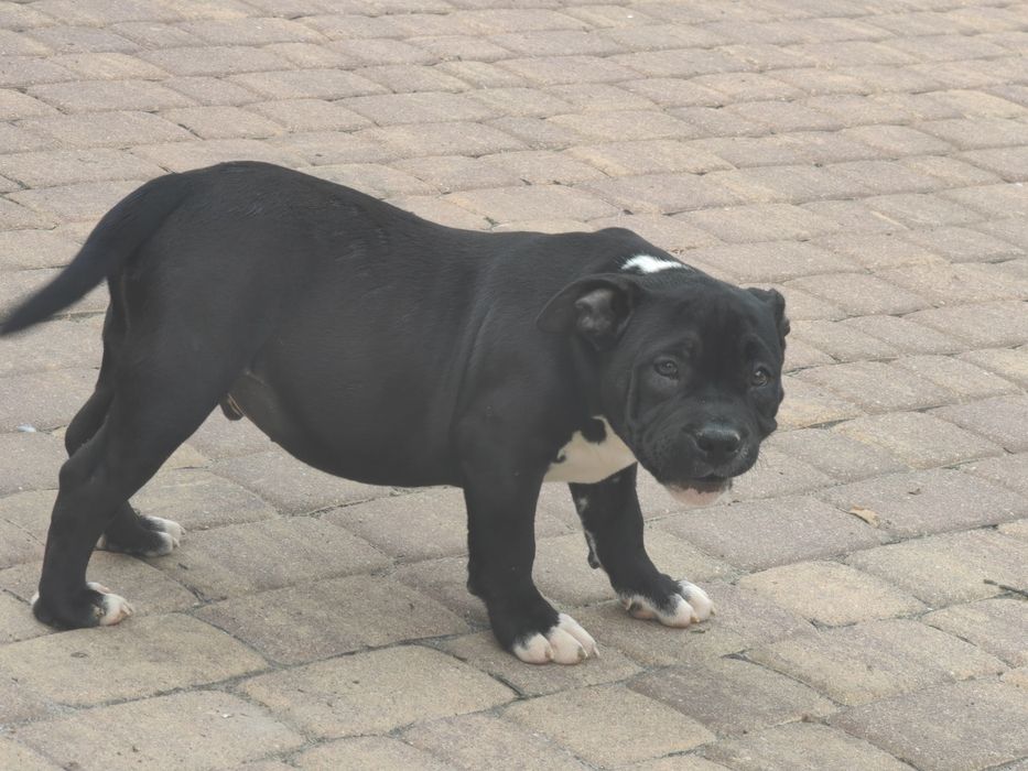 american bully szczenię z metryką