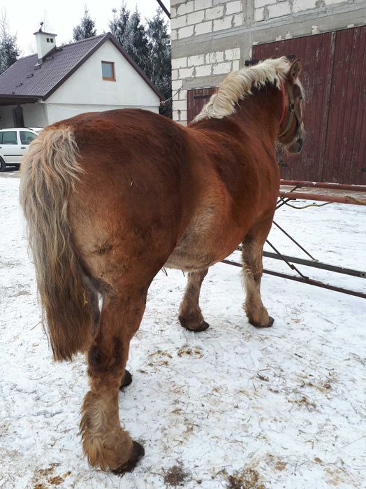 Klacz zimnokrwista sztum