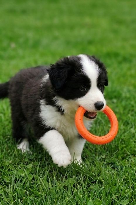 Border Collie ZKwP - Rodowód FCI