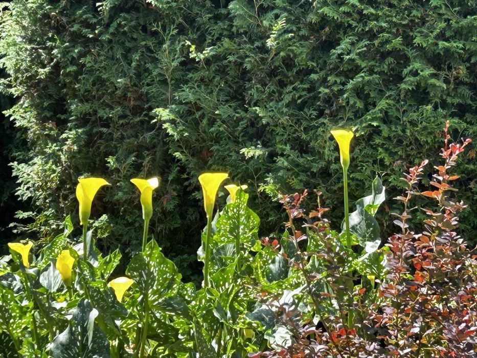 Жовта кала                       Цибулини-бульби       (клубні)  кали