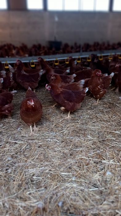 Kury Nioski 23 tygodnie rasy Lohmann Brown. Wysylka!