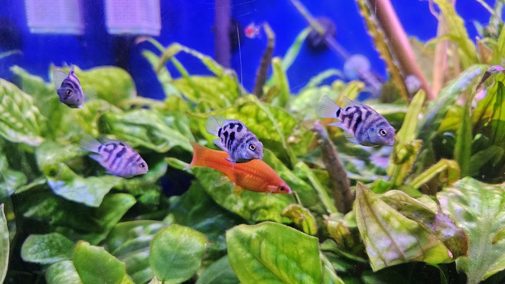 Pielegnica papuzia blue tiger (zebra)