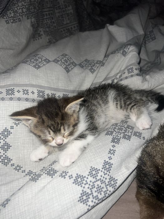 Віддам кошення в хороші руки