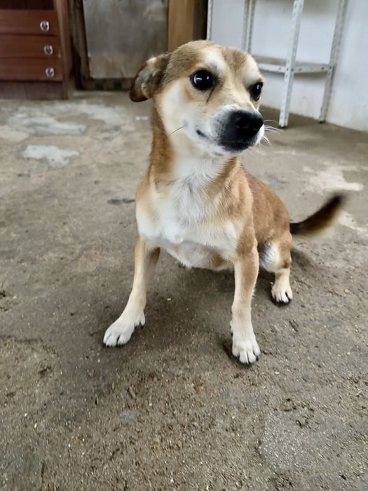 Cão para adopção responsável