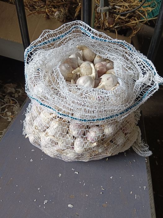 Czosnek Ornak 5,5 kg przemysłowy przesyłka olx Tanio!