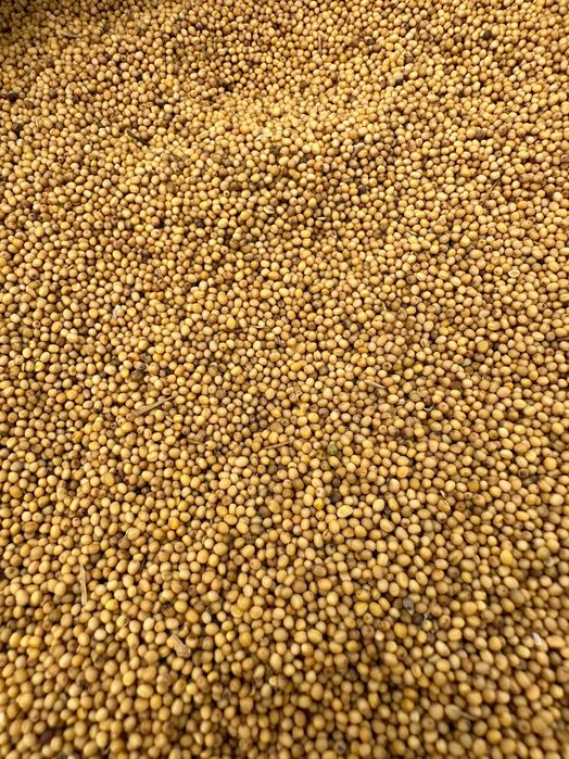 Gorczyca ładna czyszczona brutto