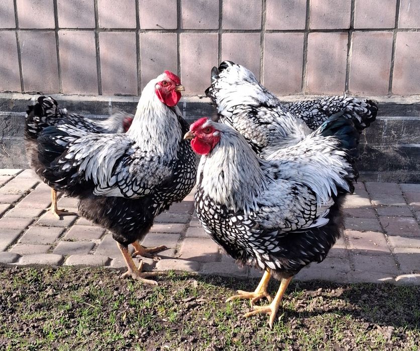 Продам яйця курей віандот