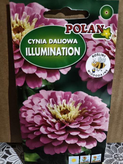 Cynia daliowa Illumination nasiona