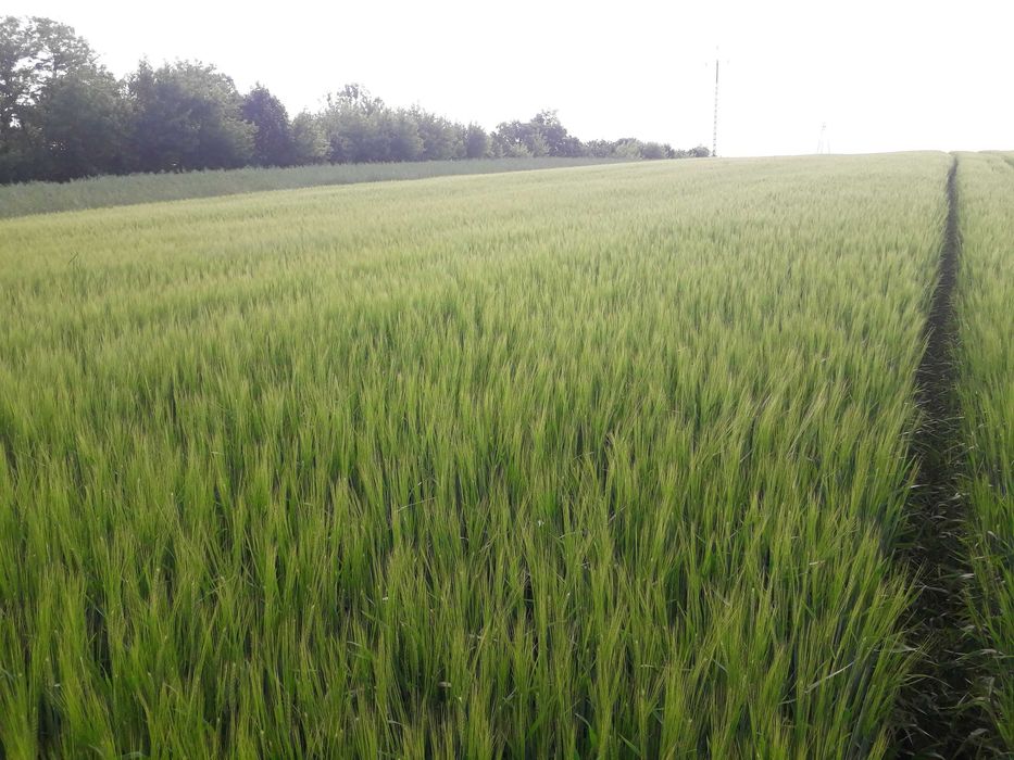 Jęczmień jary 1 rok po centrali