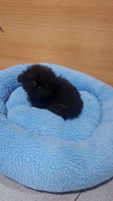 Pequinês preto macho