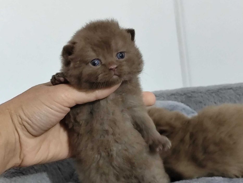 Gatinho British chocolate, macho e com LOP