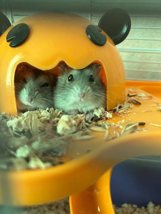 Продам Джунгариков не дорого