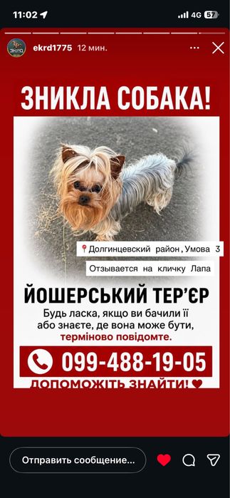 пропала собака мини йорк