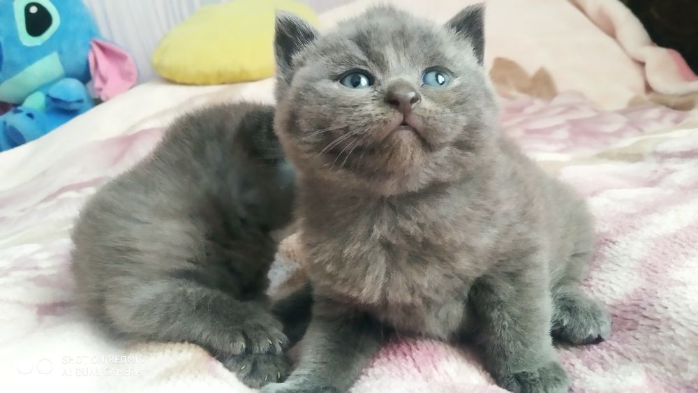 Британские котята