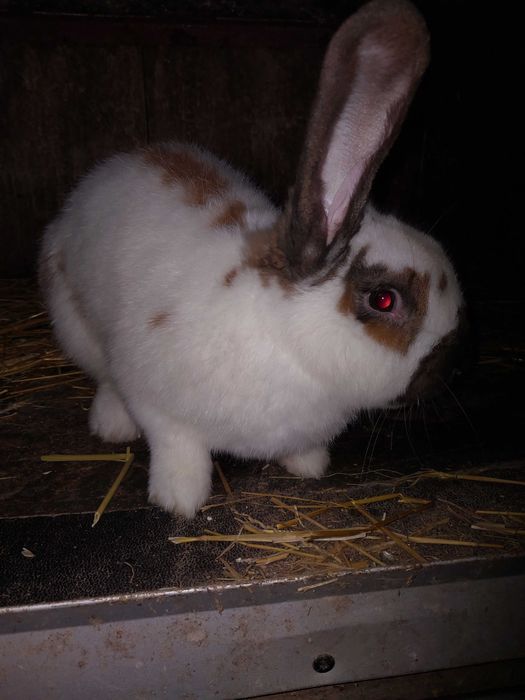 Sprzedam króliki