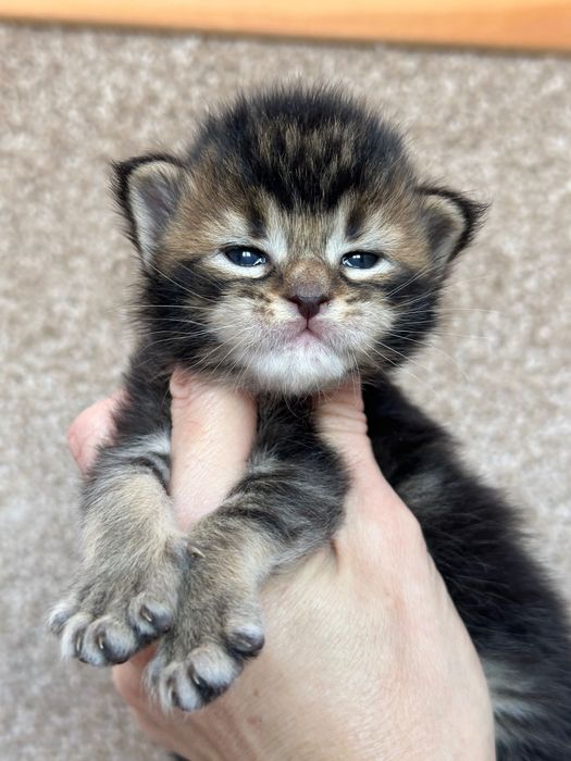 Jasmine-Kotka Maine Coon