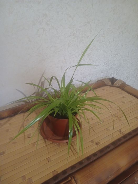 Пальма  Пандаус.