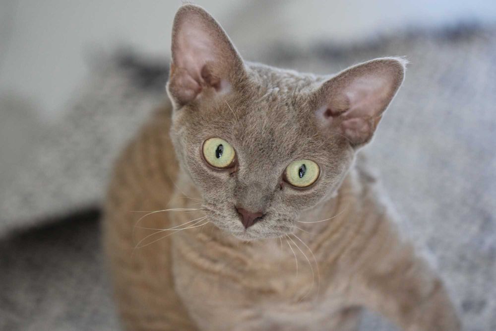 Canon EF 50mm f/1.2 L  USM Piękny Stan