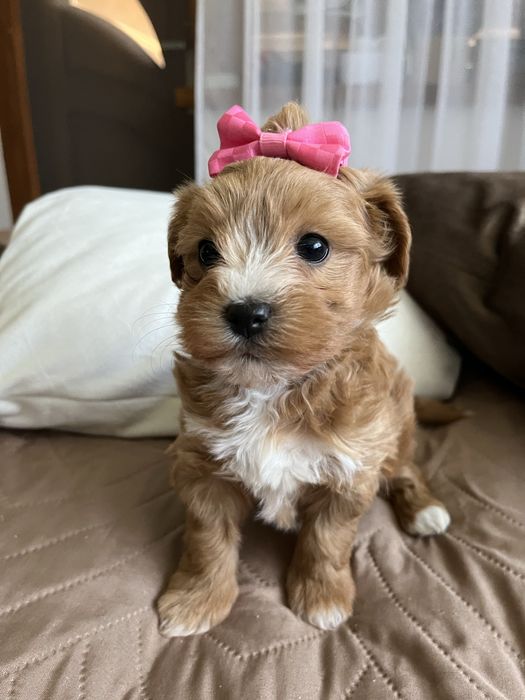 Cudowna suczka maltipoo , malutka