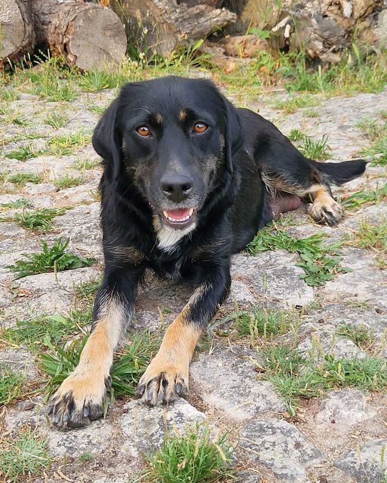 CANELA - Cadela muito meiga para adoção!