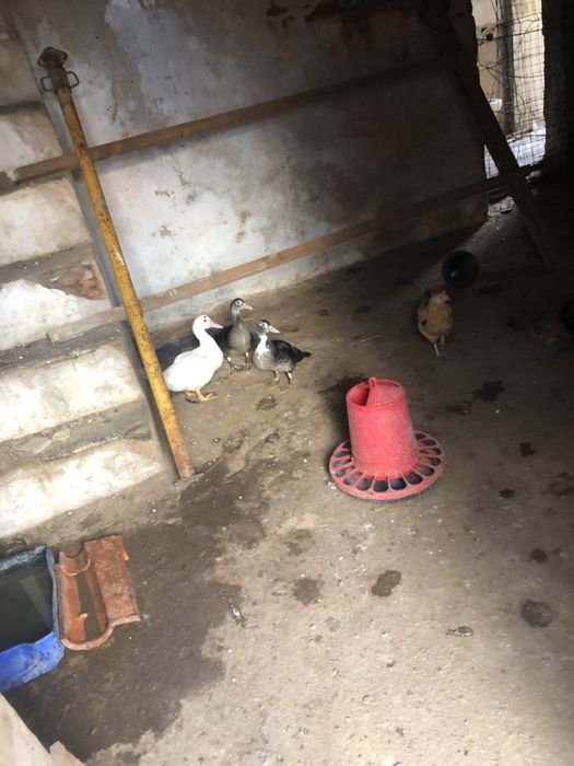Pintos e patos mudos para venda