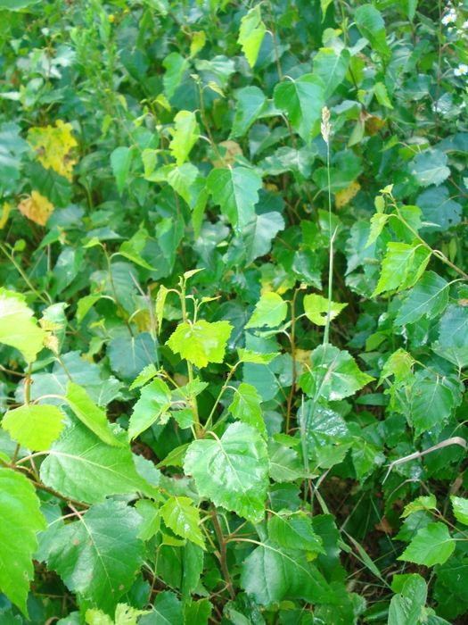 Metasekwoja kunigamia w doniczkach