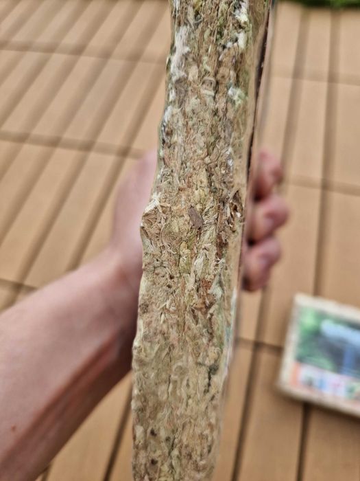 Mech torfowiec sphagnum 150 gram - 12litrów - storczyki terrarium etc