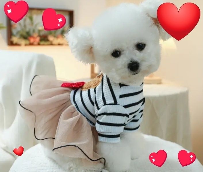 Ubranko dla księżniczki nowe