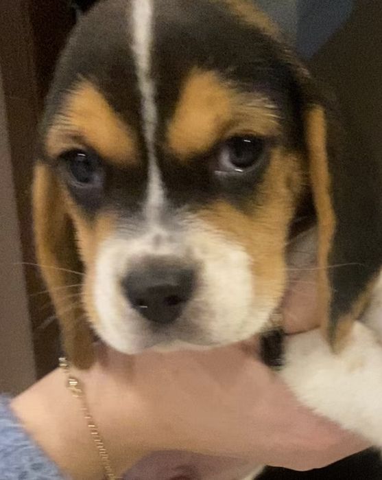 Beagle Tricolor! Wybitne z rodowodem!!