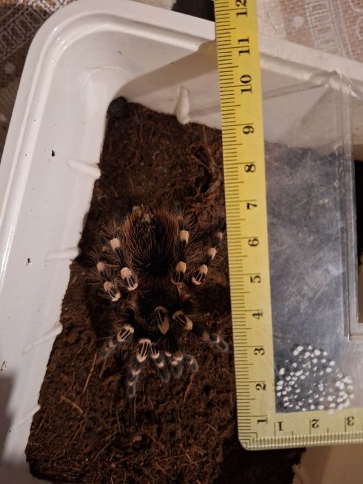 Acanthoscurria geniculata 4 DC ptasznik białokolanowy