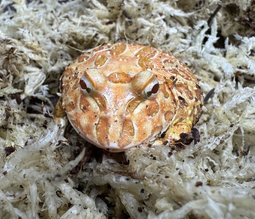 Żaba rogata - młode osobniki, Strawberry oraz Albino