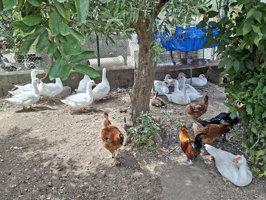 Patos,mudos e franceses.